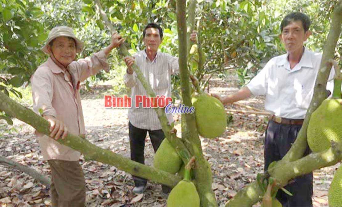 Giá mít Thái tăng cao