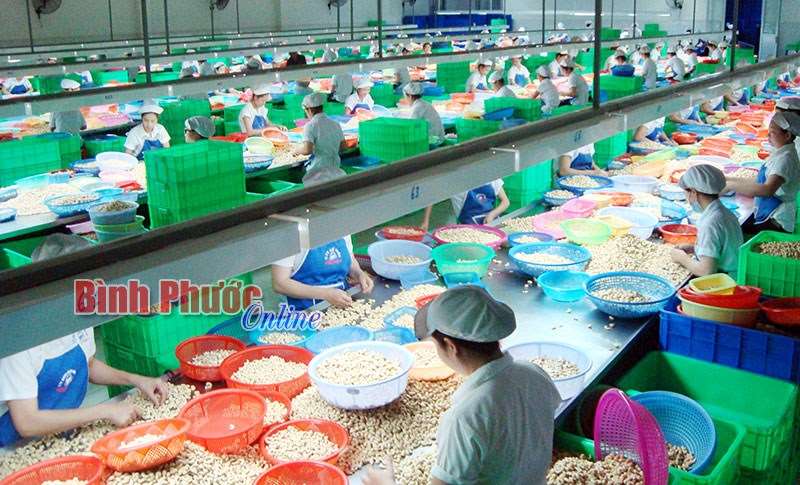 Ng&agrave;nh điều đặt mục ti&ecirc;u xuất khẩu đạt 4 tỷ USD v&agrave;o năm 2020