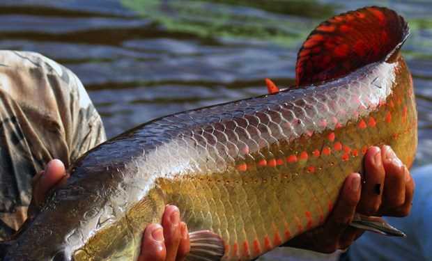 Phát hiện loài cá vùng Amazon chống lại được răng cá ăn thịt Piranha