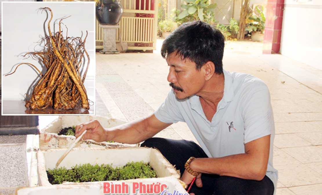 Sâm đại quang trên đất Bình Phước
