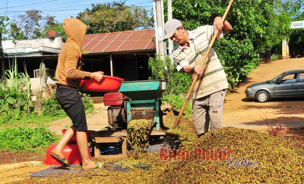 Sau mùa “cà phê đắng”