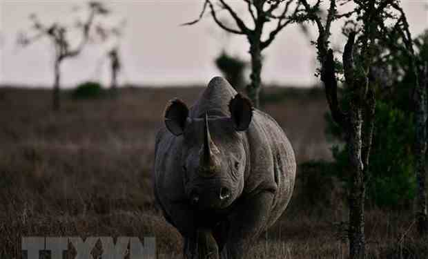 Thêm hàng nghìn loài động, thực vật có nguy cơ tuyệt chủng