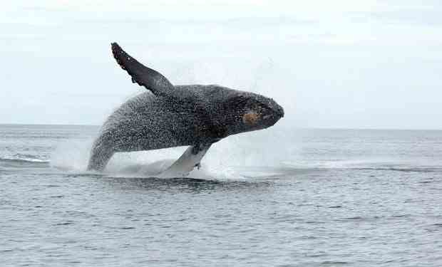 Canada: Người đầu tiên bị xử phạt tiền vì đến gần cá voi