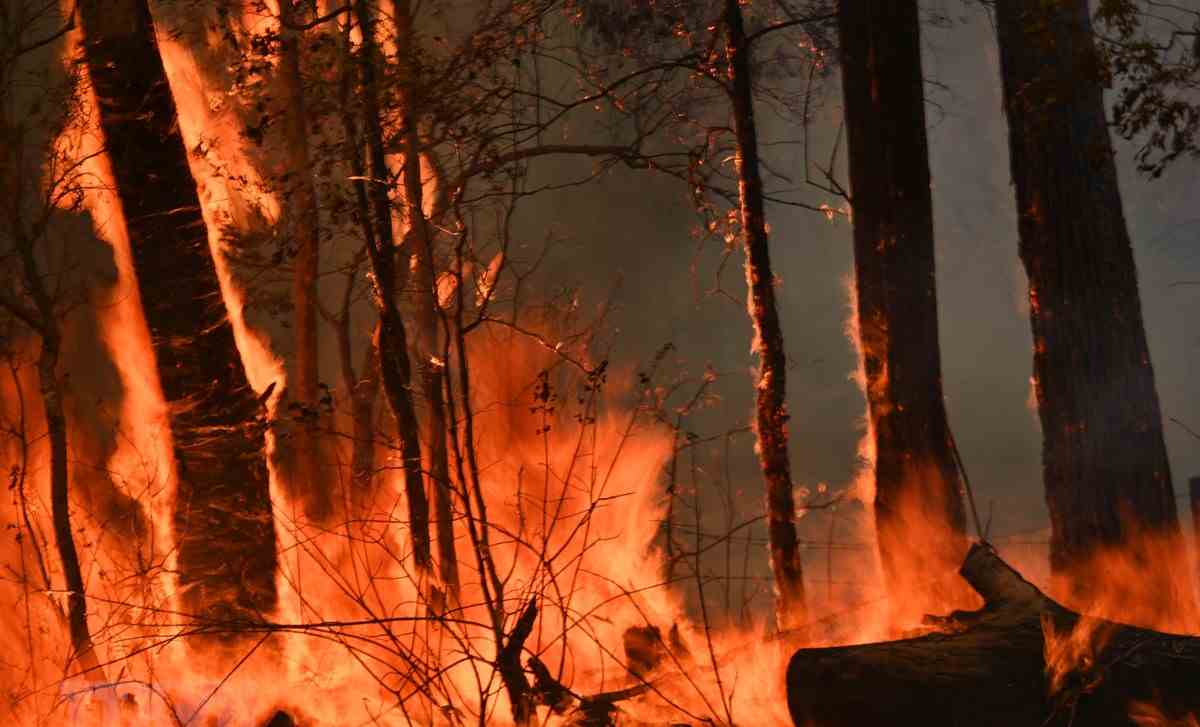 Hàng nghìn con dơi đầu xám ở Australia có nguy cơ chết đói