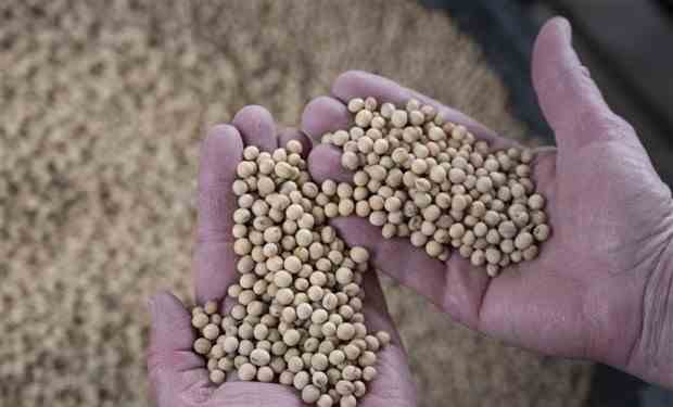 CHS Inc: Nông nghiệp Mỹ thiệt hại do thương chiến với Trung Quốc