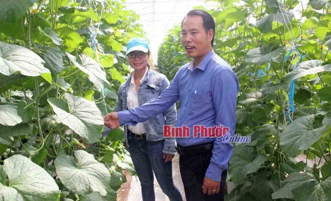 Tạo môi trường thân thiện từ dưa lưới