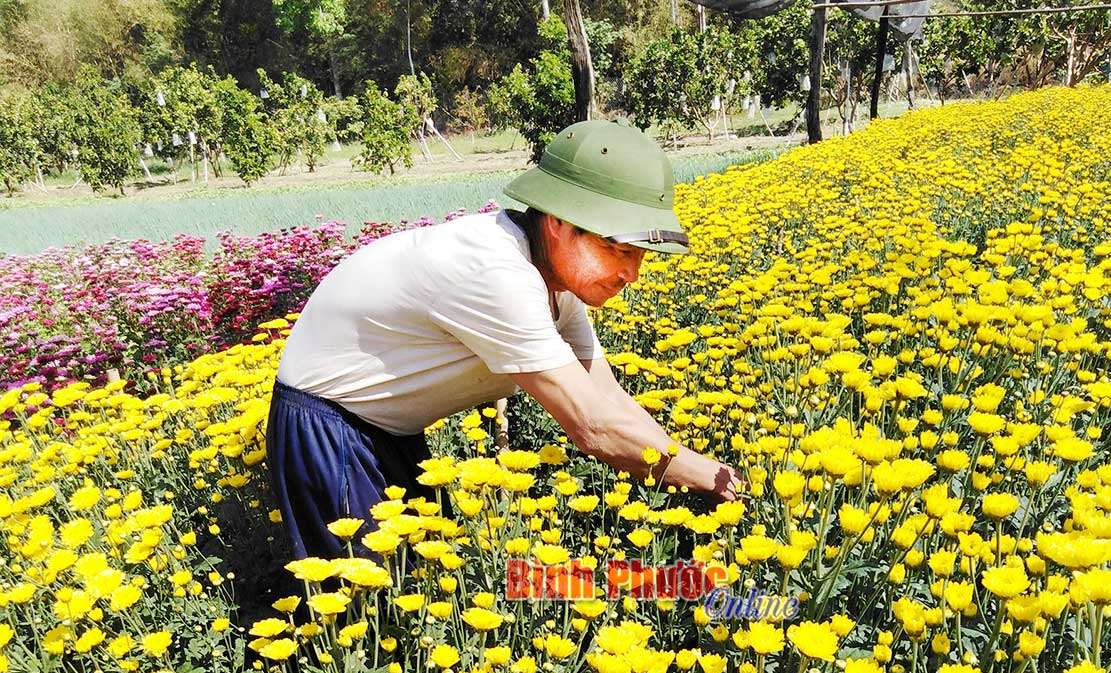 Thu nhập cao từ trồng rau màu vụ tết