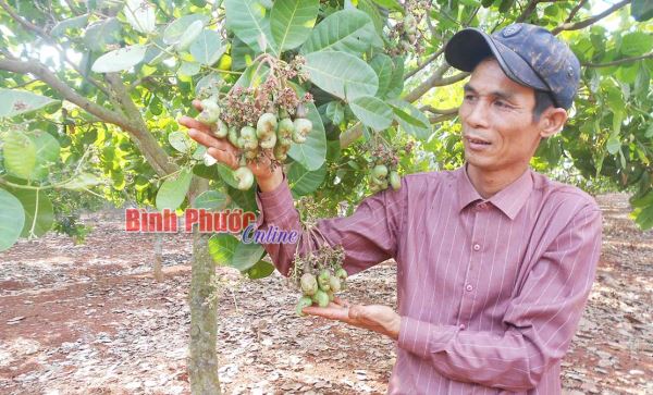 Nhà nông trồng điều giỏi