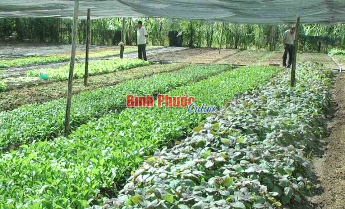 Lộc Ninh phát huy hiệu quả Quỹ Hỗ trợ nông dân