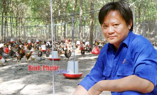 Thu nhập khá từ nuôi gà tre