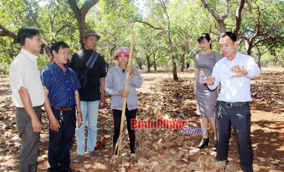 Hy vọng vụ điều 2020 đạt năng suất cao