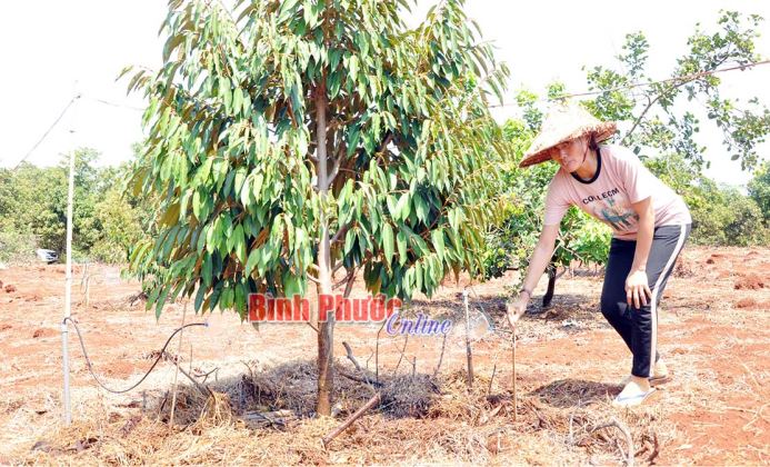 Giải bài toán tưới tiêu cho vùng thiếu điện