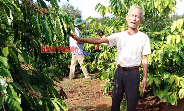 Lợi kép từ trồng cà phê xen sầu riêng