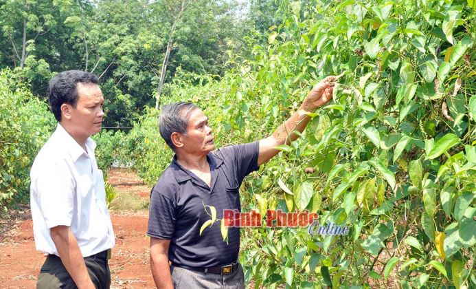 Chuyển đổi cây trồng: Đường đi không có sẵn