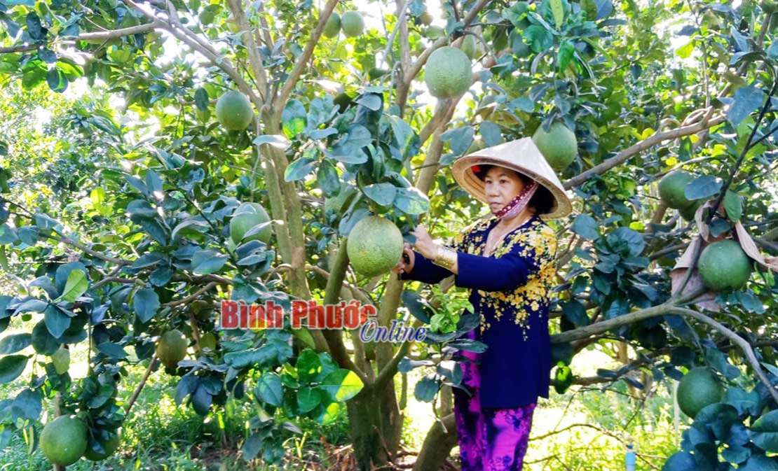 Xuân vui từ bưởi da xanh