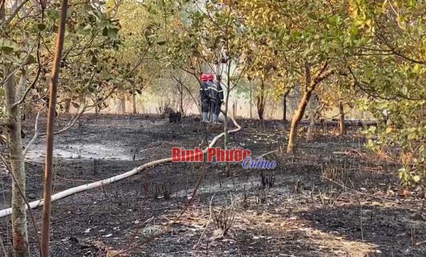 Bất cẩn khi đốt rẫy thiêu rụi 3 ha điều