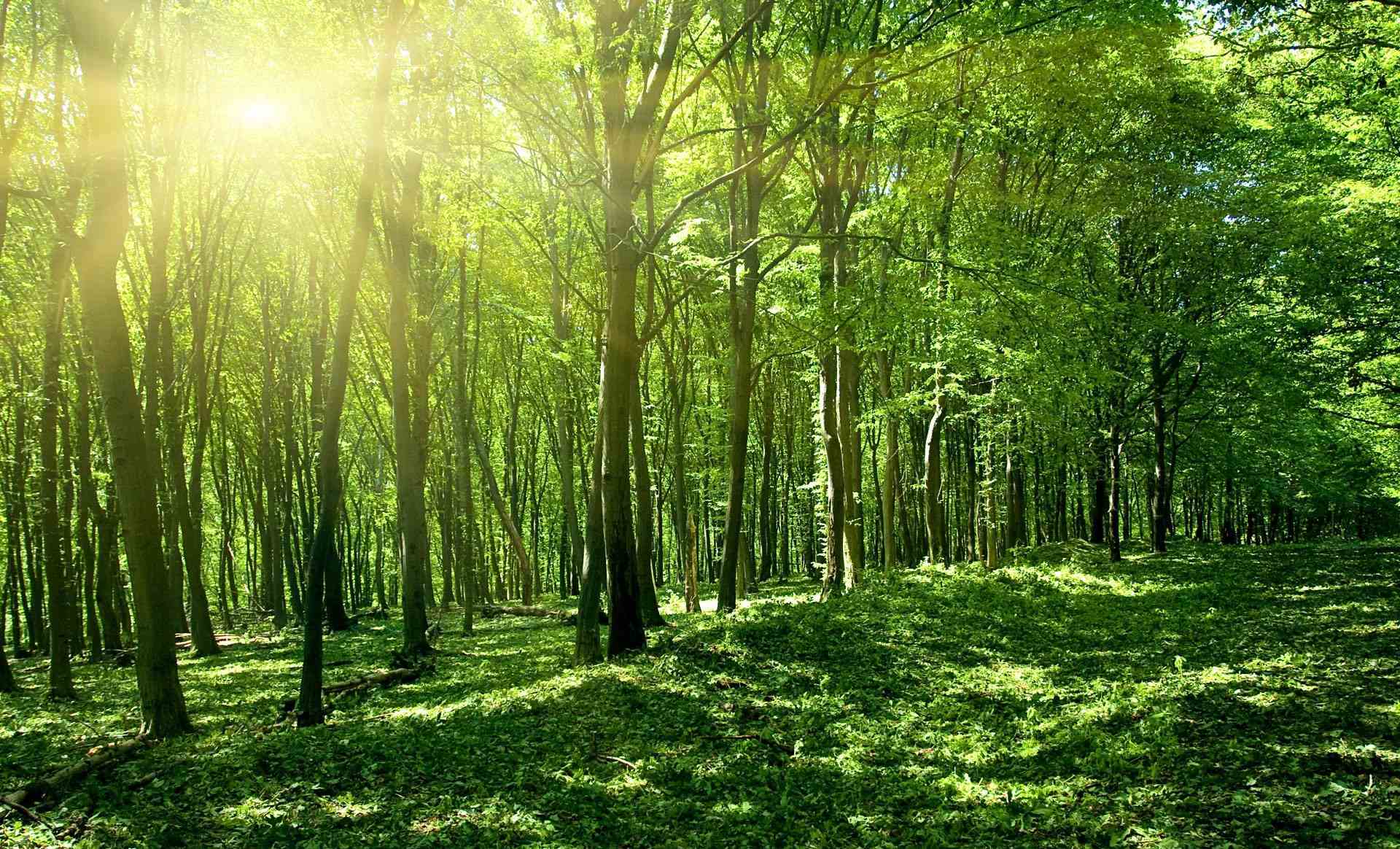 Toàn tỉnh trồng 660 ha rừng sản xuất