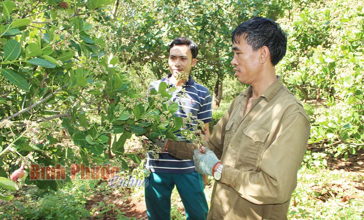 Nhà nông tập trung chăm sóc vườn điều niên vụ 2019-2020