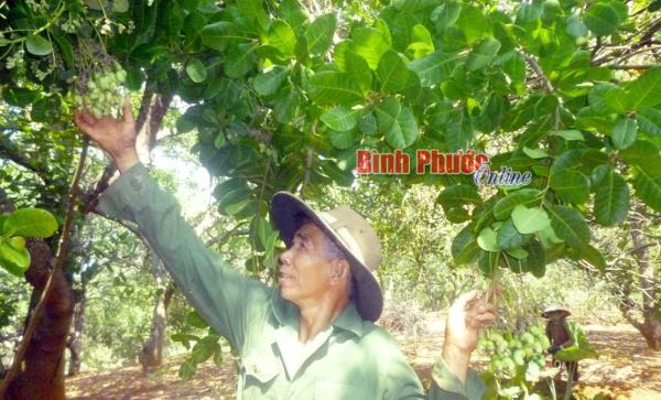 Kinh nghiệm thoát nghèo của một nông dân