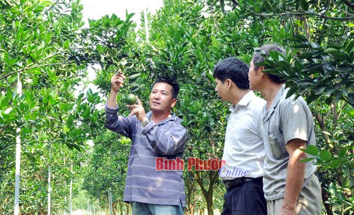 Cẩn trọng trong chuyển đổi cơ cấu cây trồng