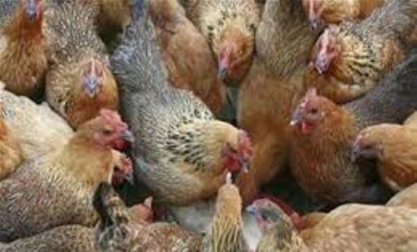 Chủ động phòng, chống dịch bệnh cúm gia cầm