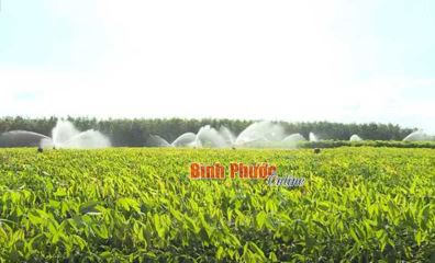 Nông trường 9 phấn đấu sản xuất trên 600 ngàn cây giống