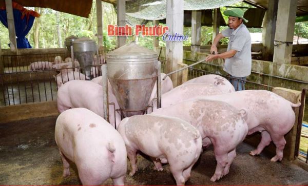 Nuôi heo an toàn sinh học - hướng phát triển bền vững