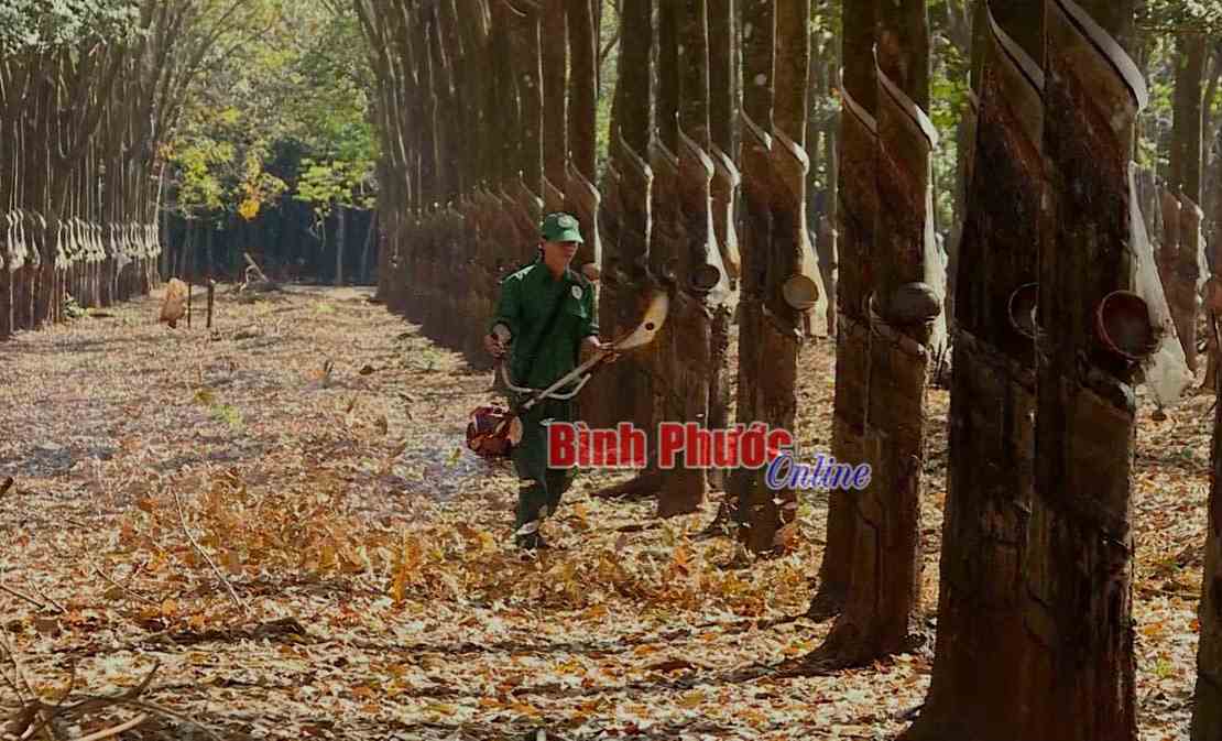 Cao su Phú Riềng tập trung cao độ phòng, chống cháy rừng dịp tết