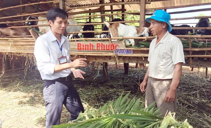 Trồng tiêu kết hợp nuôi dê giúp nhà nông tránh rủi ro