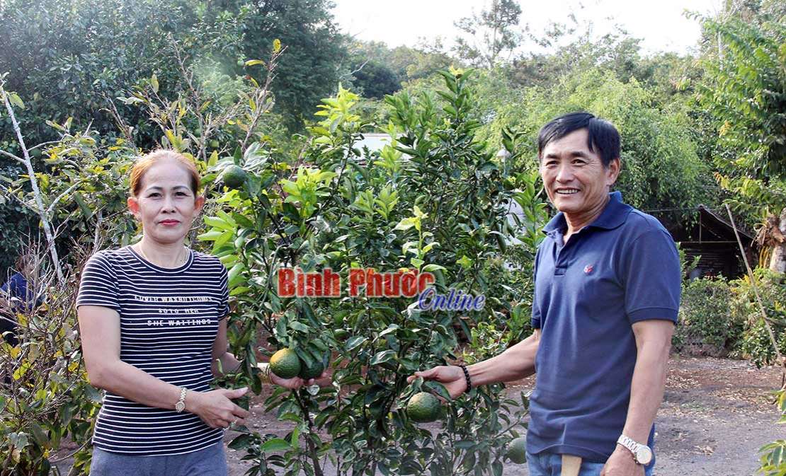 Nhà nông “mát tay” với vườn cây ăn trái