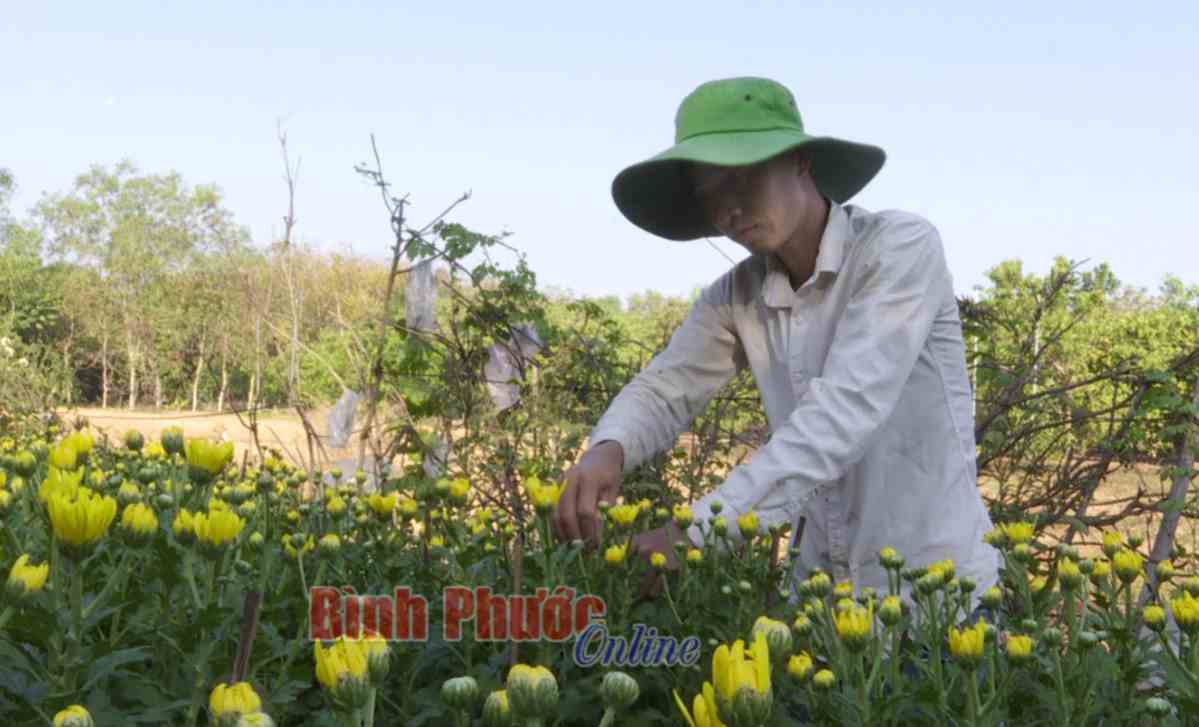 Góp hương sắc cho đời