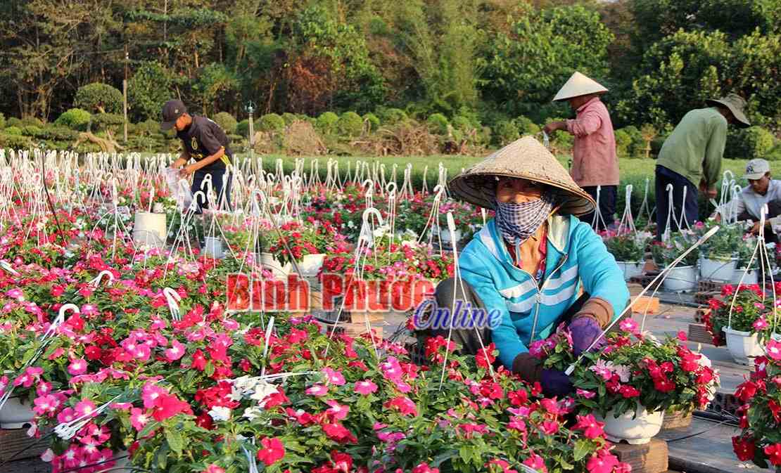 Nông dân tất bật chuẩn bị hoa tết