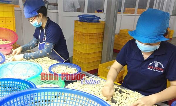 Dán tem điện tử truy xuất nguồn gốc - Khẳng định thương hiệu điều Bình Phước