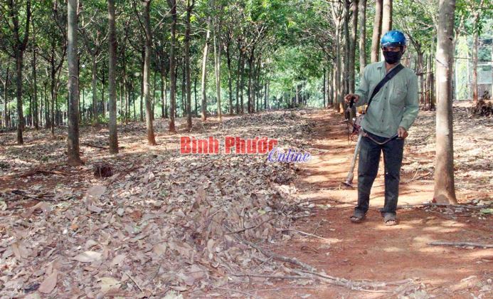 Nông trường Nghĩa Trung giải bài toán thiếu công nhân