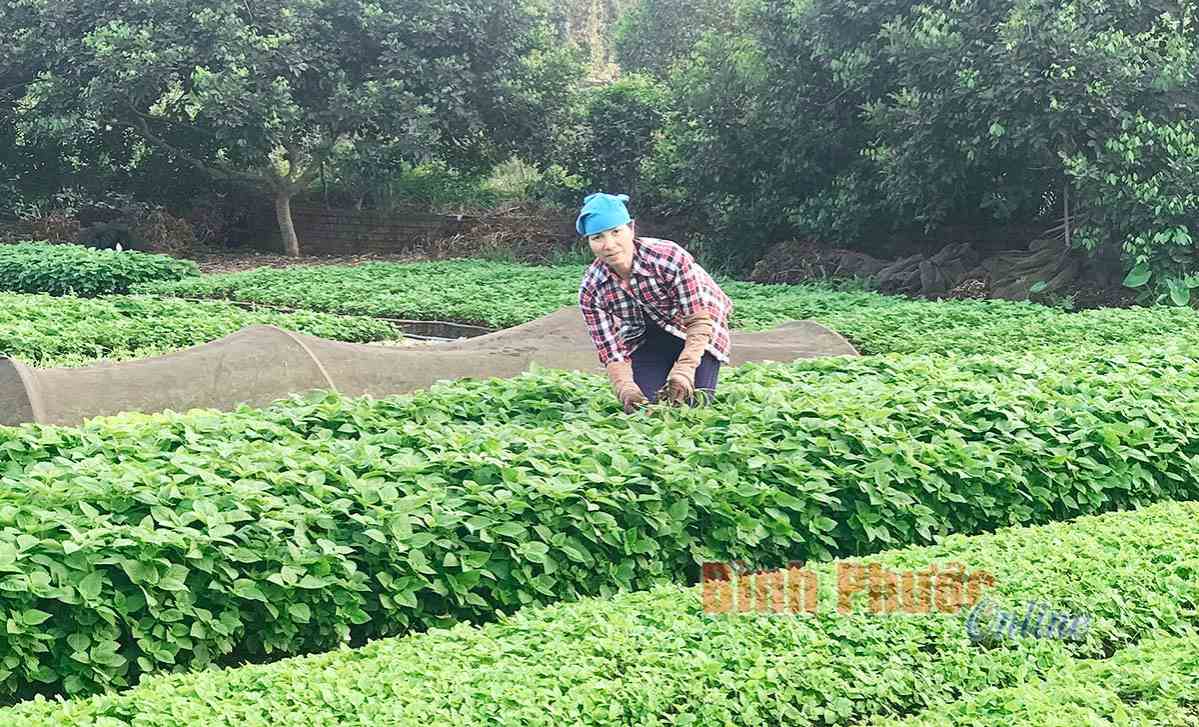 Giá rau thơm ổn định ngày tết