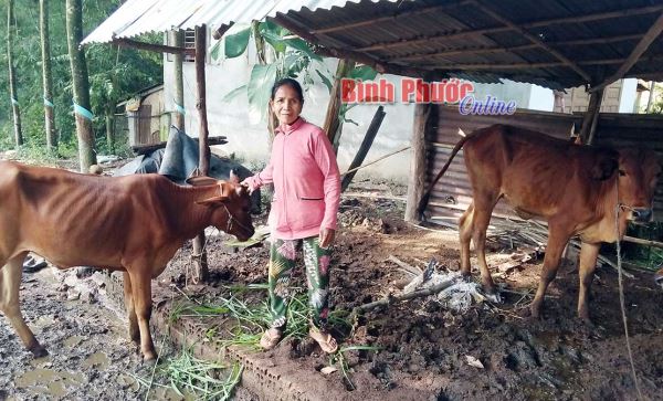 Nhiều giải pháp hỗ trợ nông dân Nha Bích phát triển kinh tế