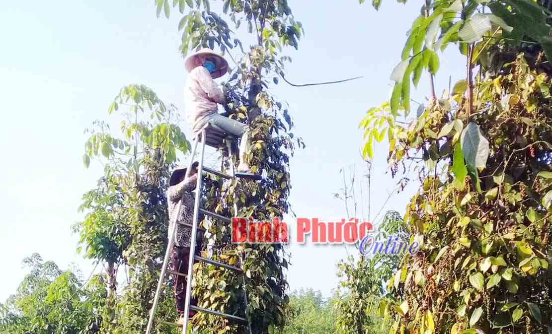 Giá hồ tiêu giảm sâu, nông dân lo lắng