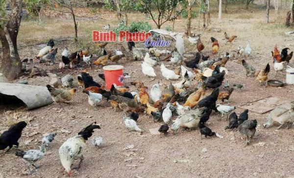 Sau tết, nông dân thận trọng tái đàn