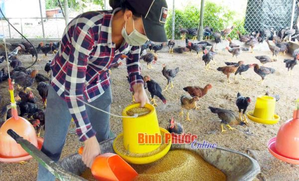 Đồng Phú chú trọng phát triển chăn nuôi