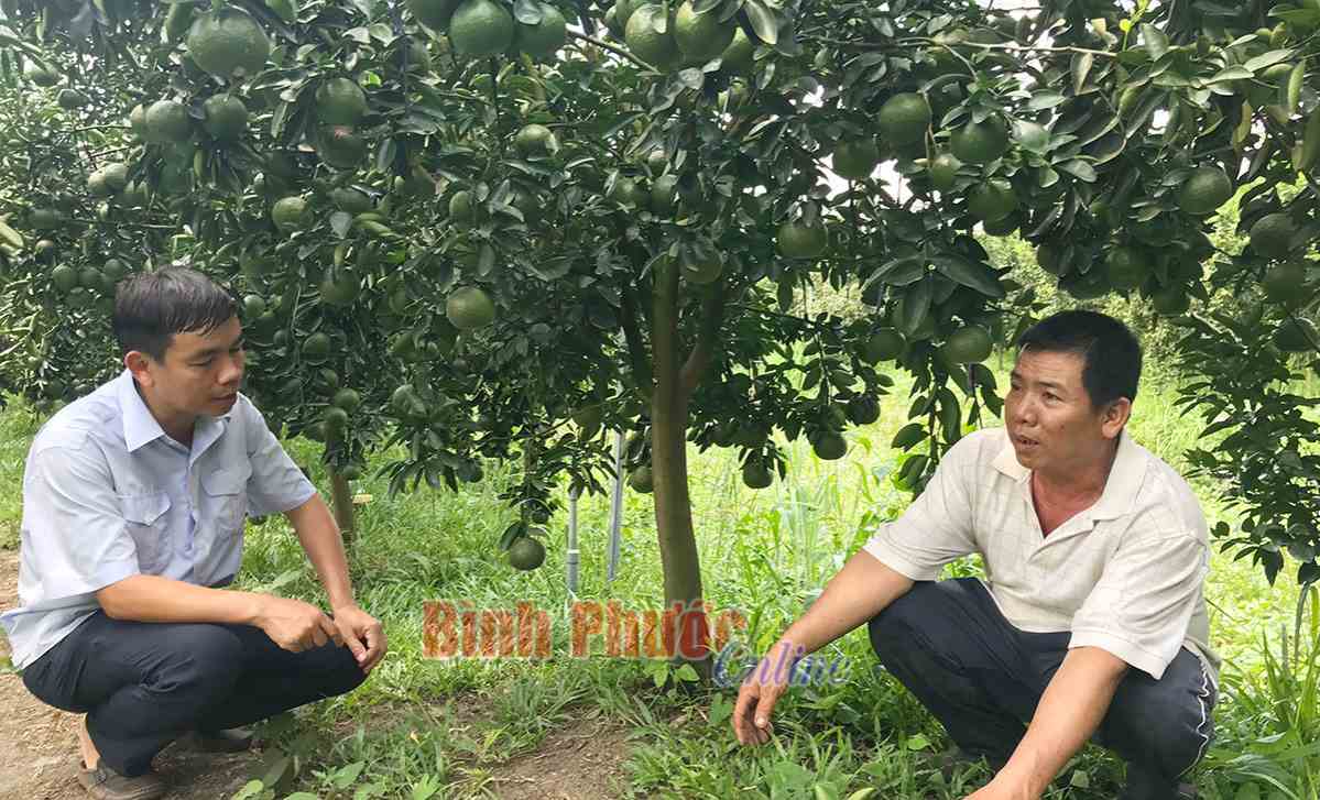 Hiệu quả kinh tế từ chuyển đổi đất trồng lúa 