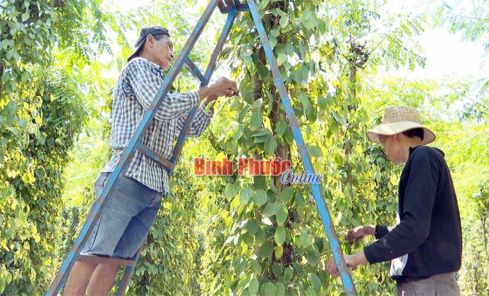 Giải bài toán nhân công hái tiêu