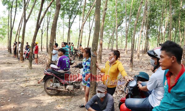 Người đàn ông tử vong bất thường trong tư thế treo cổ trong vườn cao su