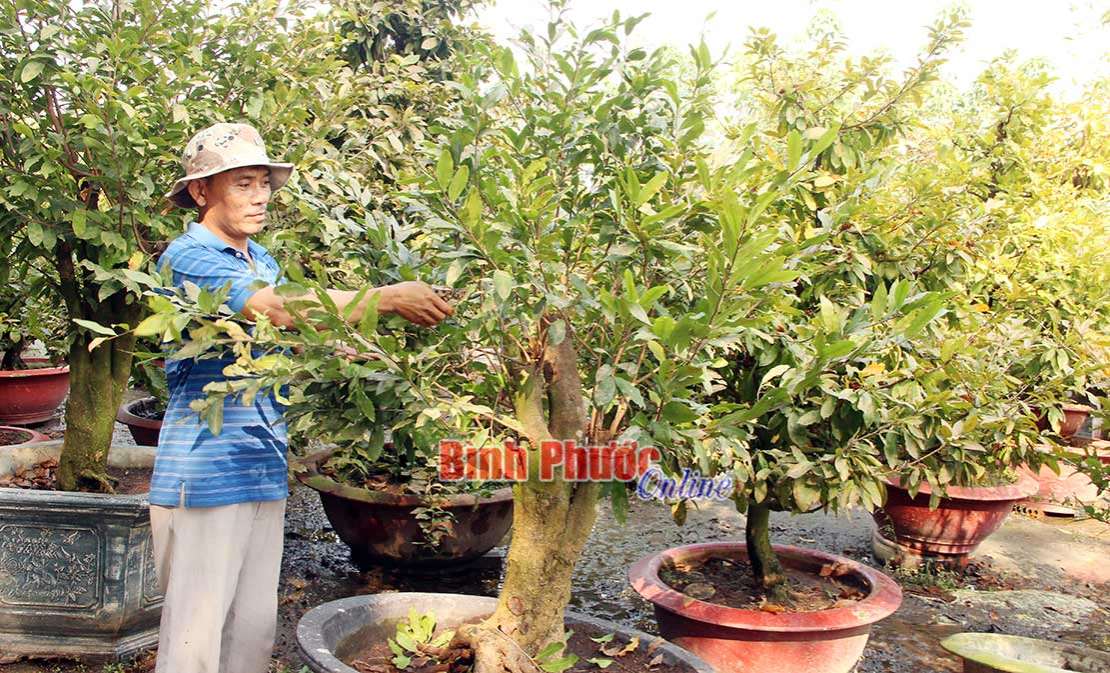 Tết với người trồng mai