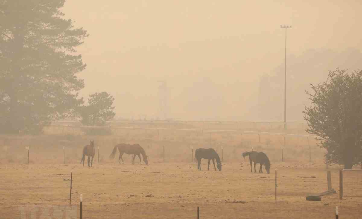 Cháy rừng tại Australia: Ban bố nhiều cảnh báo sơ tán mới