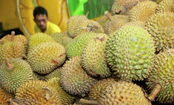 Mít và sầu riêng sẽ trở thành nguồn điện sạch trong tương lai