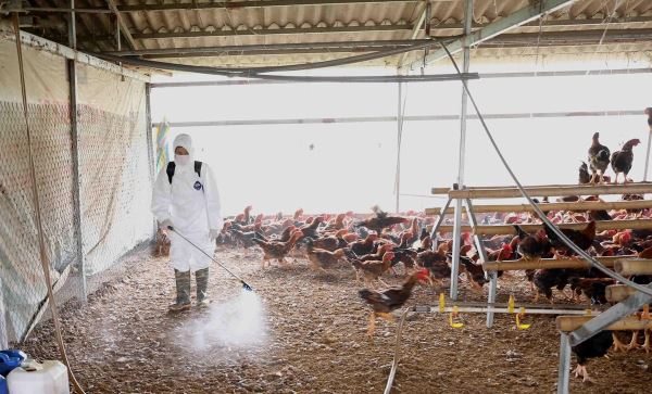 Bộ Nông nghiệp: Phát hiện sớm và tiêu hủy các ổ dịch cúm gia cầm