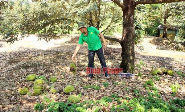 Mưa kèm gió lớn gây thiệt hại nặng cho người trồng sầu riêng