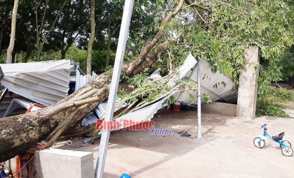 Lốc xoáy làm 1 người bị thương và thiệt hại cây trồng, nhà cửa