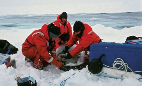 Các nước giảm nghiên cứu ở Nam Cực để ngăn virus corona 'đột nhập'