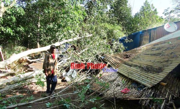 Nhiều nhà ở và cây trồng bị thiệt hại do lốc xoáy